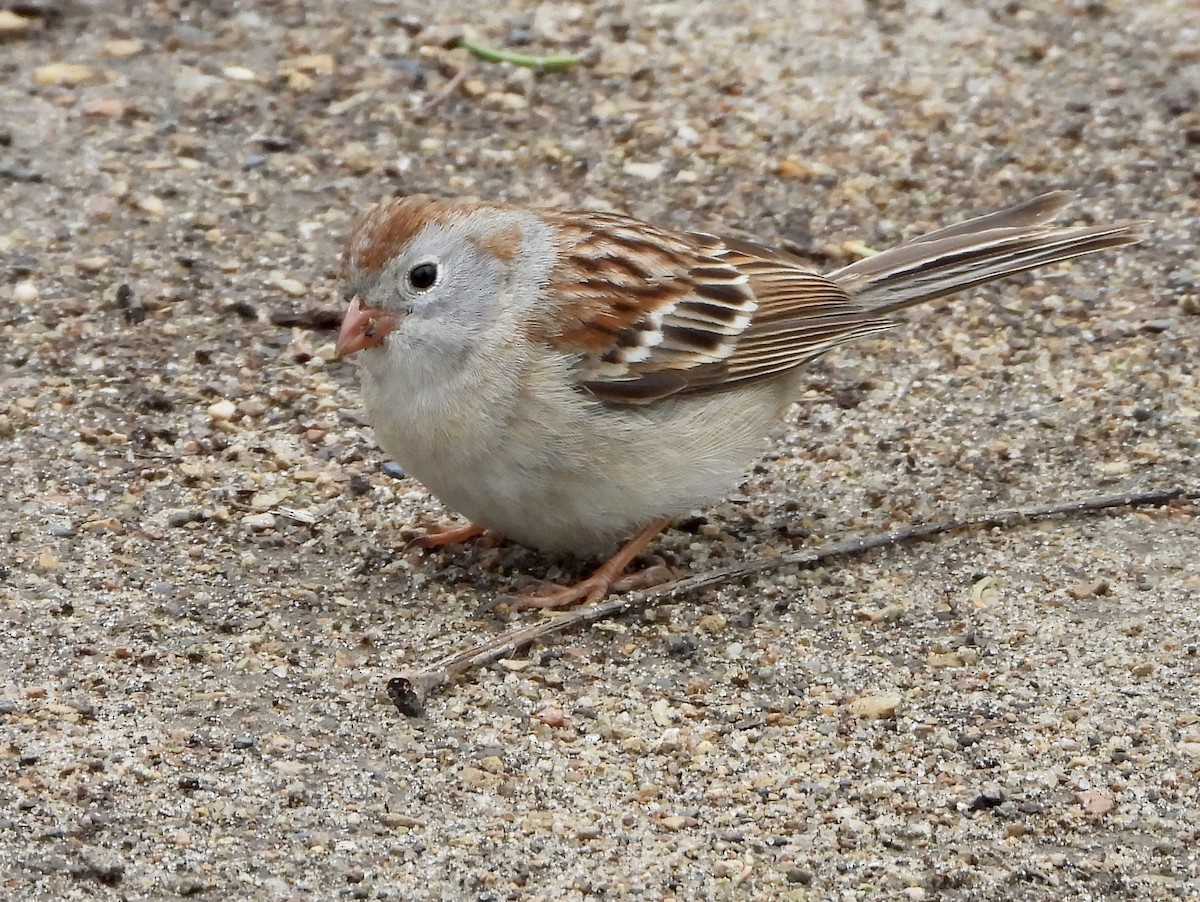 Field Sparrow - ML618029197