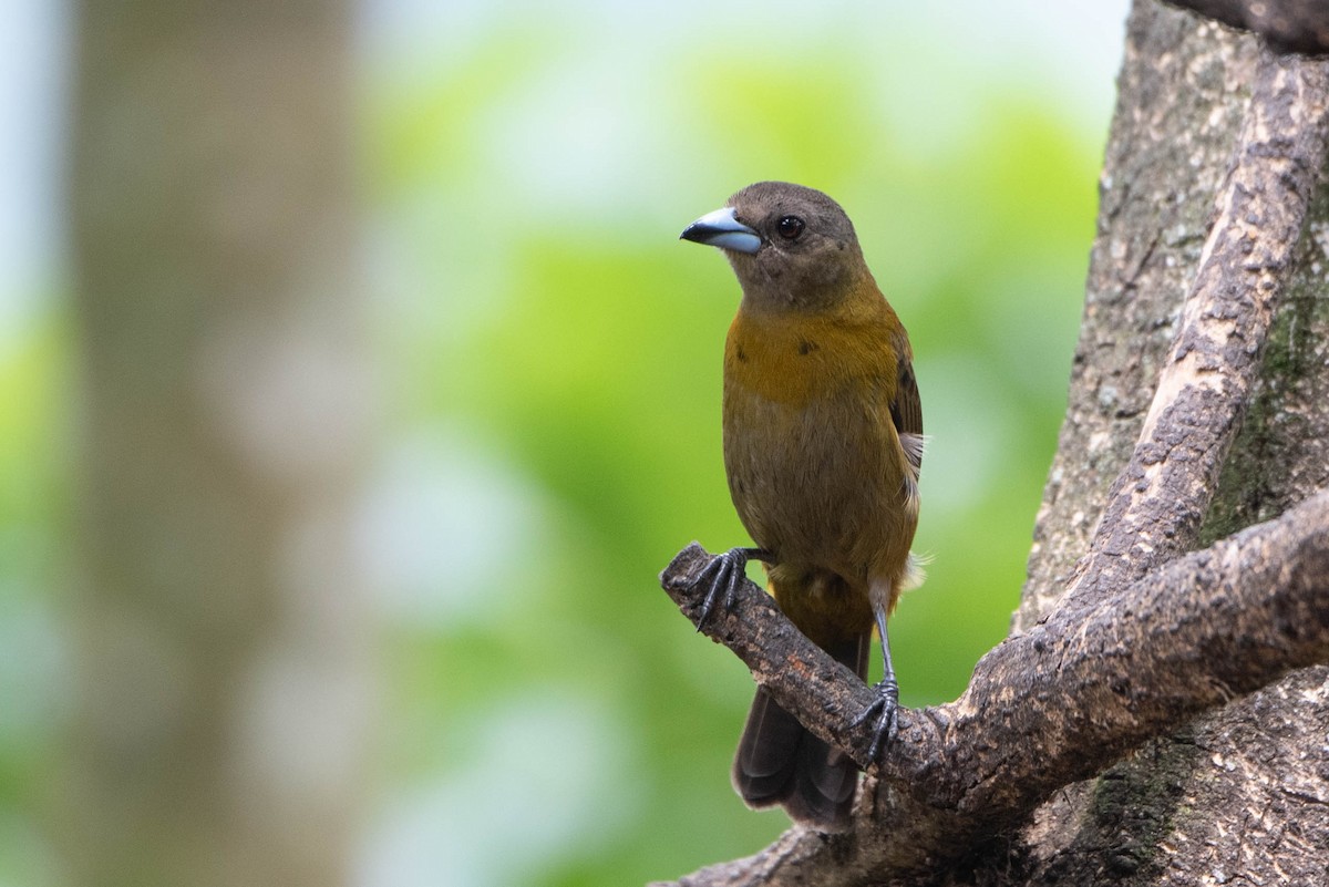 Scarlet-rumped Tanager - ML618029200