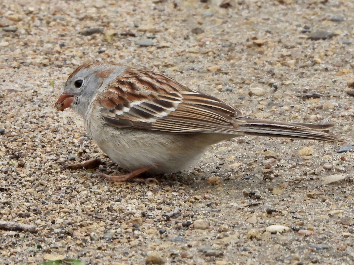 Field Sparrow - ML618029222