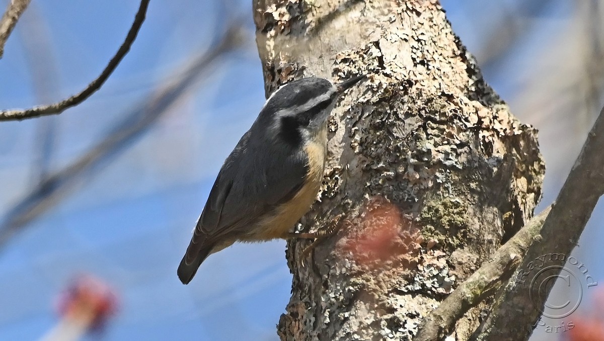 Red-breasted Nuthatch - ML618029228