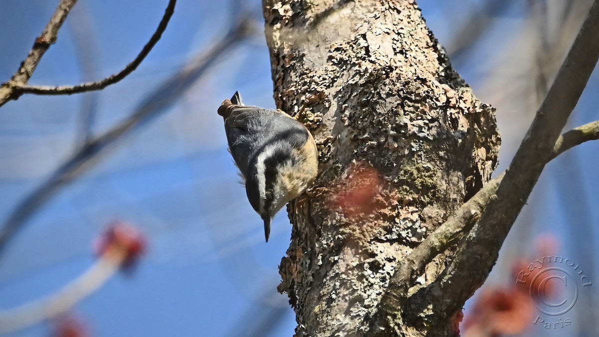 Red-breasted Nuthatch - ML618029232