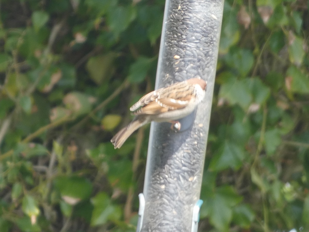 Eurasian Tree Sparrow - ML618029234