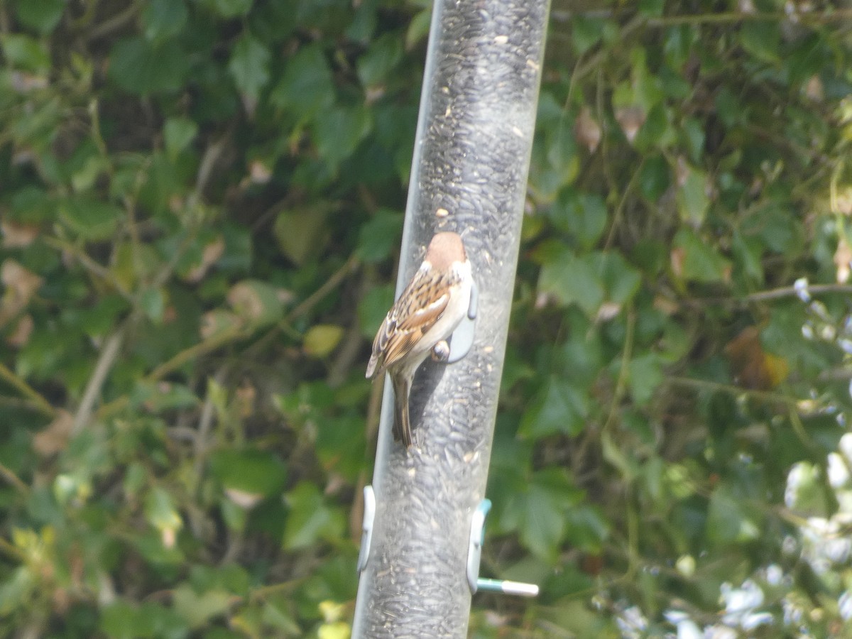 Eurasian Tree Sparrow - ML618029236