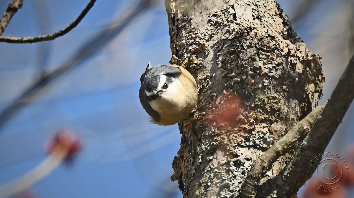 Red-breasted Nuthatch - ML618029239