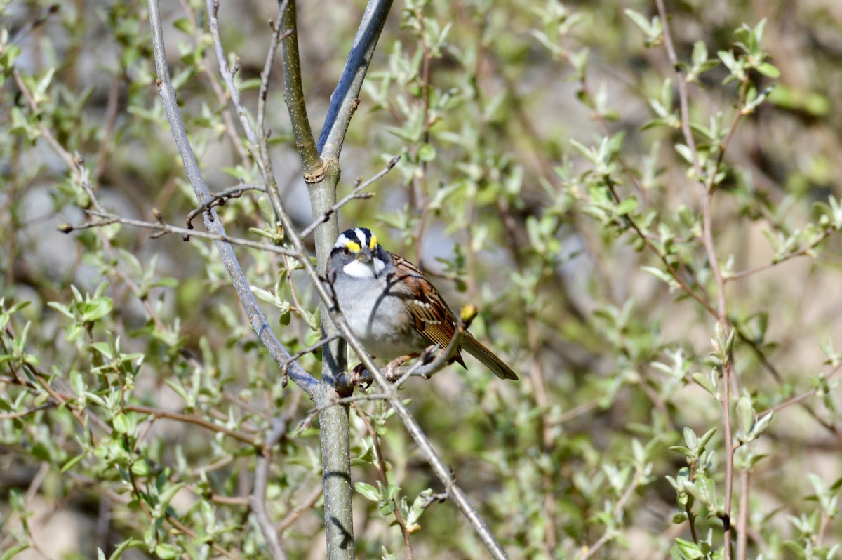 White-throated Sparrow - Cheyenne Lee