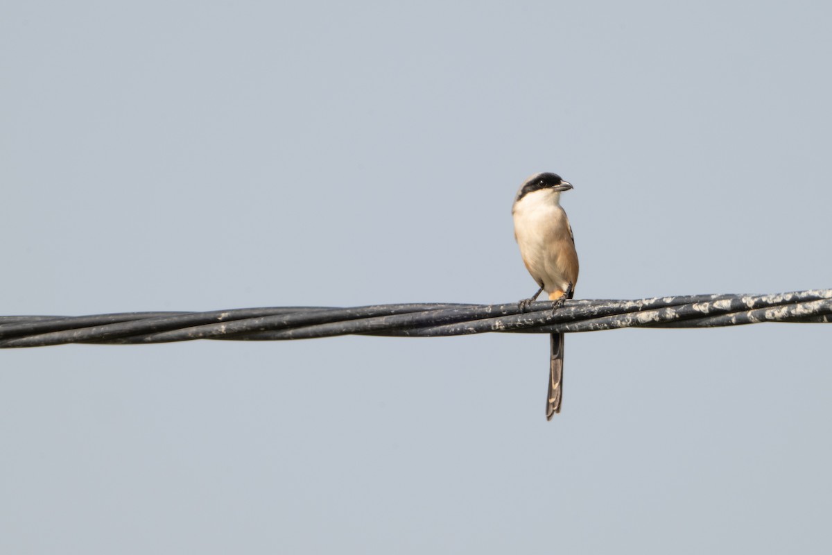 Long-tailed Shrike - Guido Van den Troost