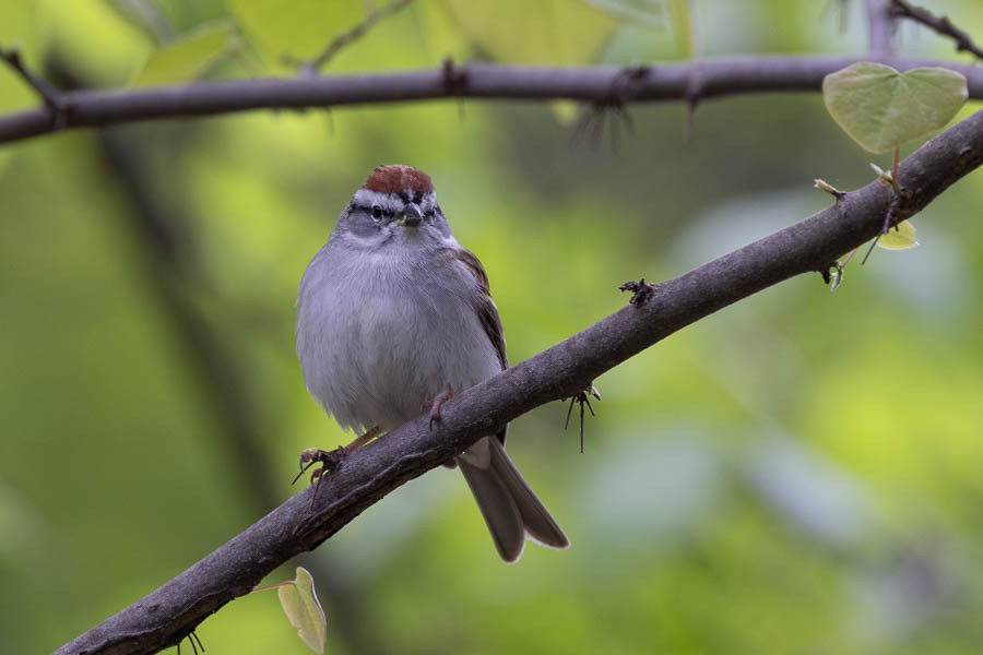 Chipping Sparrow - ML618029266