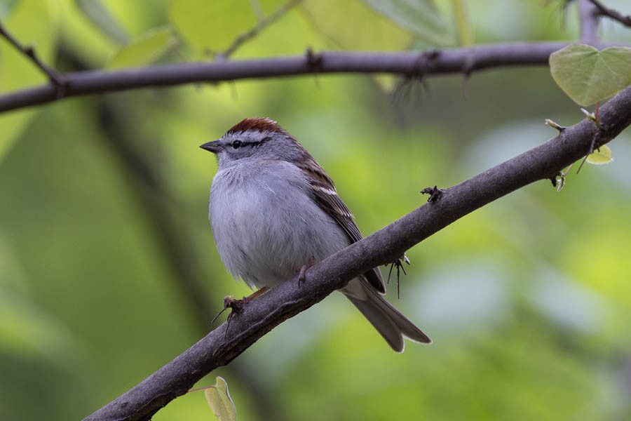 Chipping Sparrow - Sandra Rosenhouse