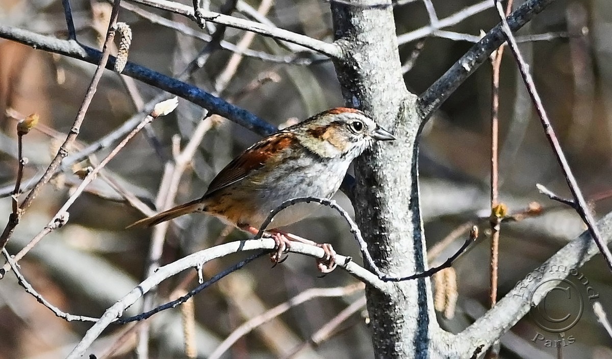 Swamp Sparrow - ML618029268