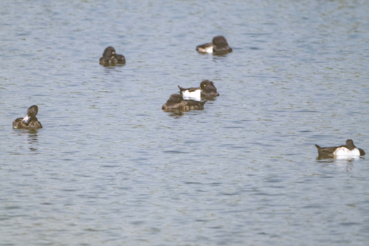 Tufted Duck - ML618029281