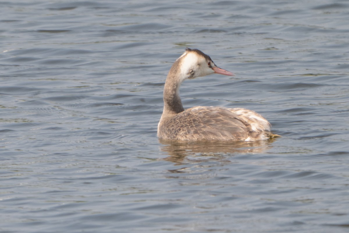 Great Crested Grebe - ML618029296