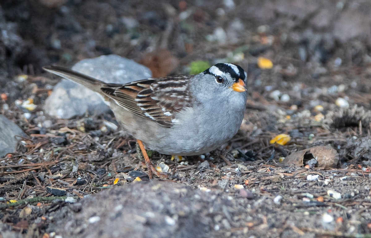 White-crowned Sparrow (Gambel's) - ML618029302
