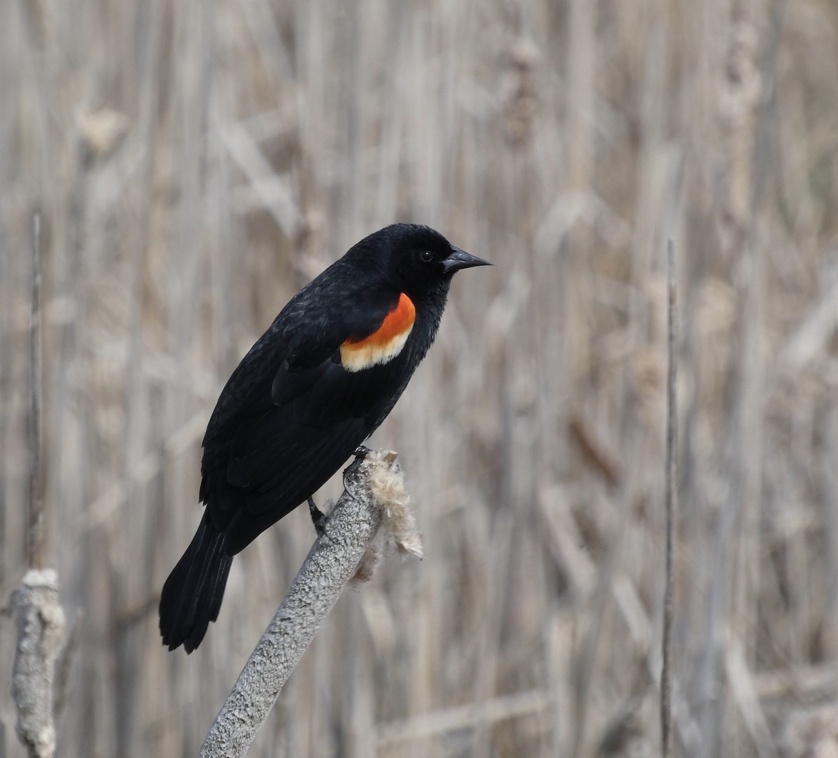 Red-winged Blackbird - ML618029305