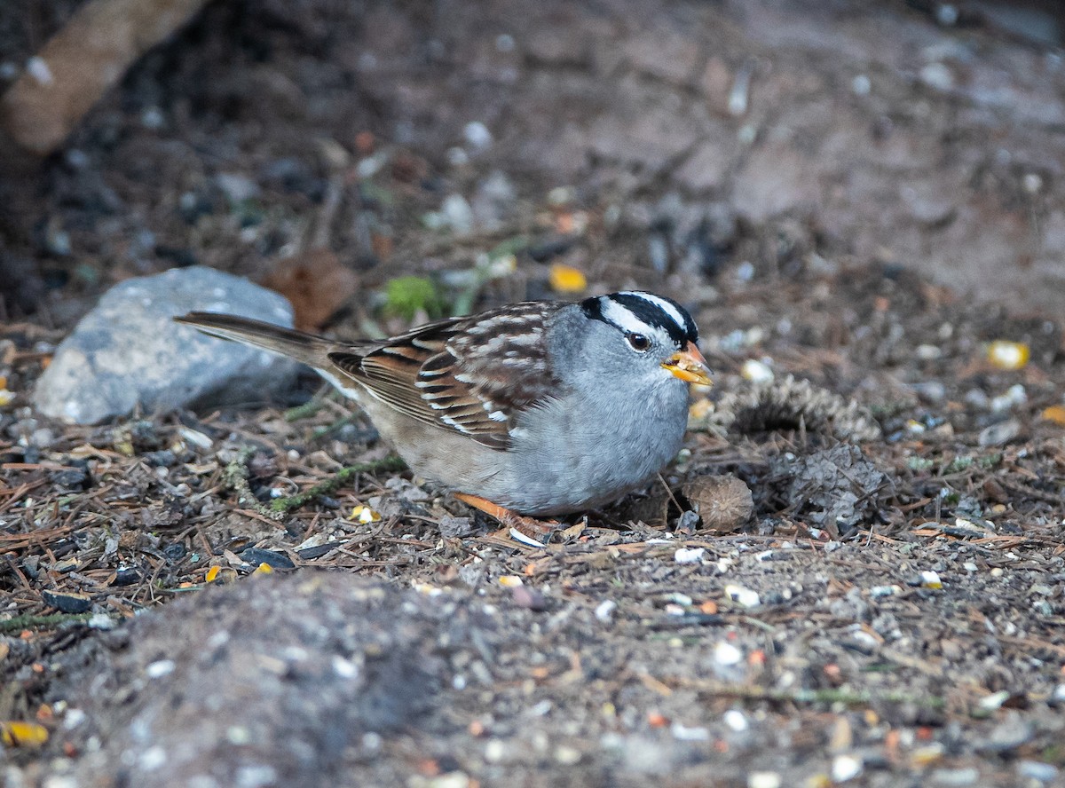 White-crowned Sparrow (Gambel's) - ML618029320