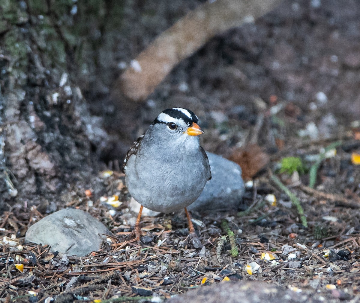 White-crowned Sparrow (Gambel's) - ML618029335