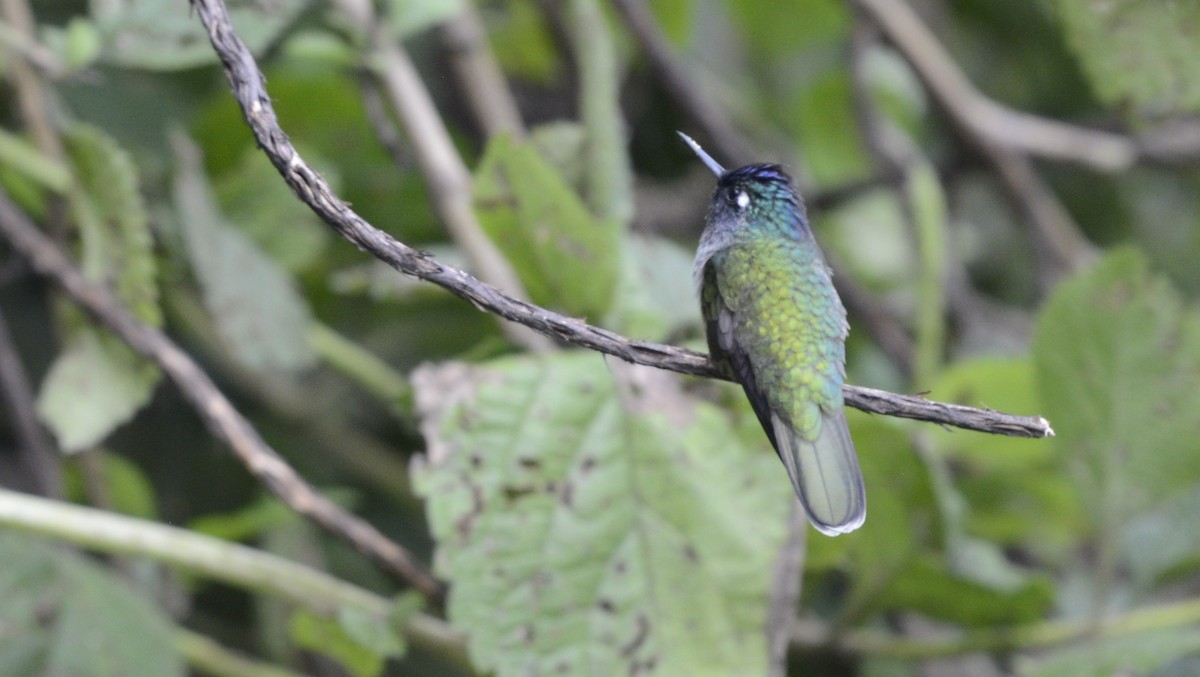 kolibřík ekvádorský - ML618029375