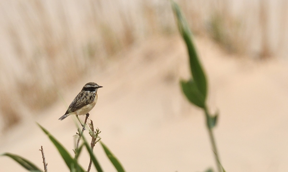 Whinchat - ML618029377