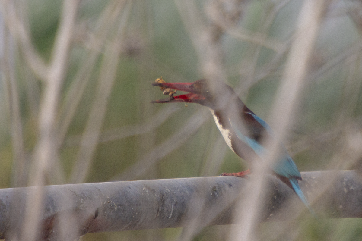 White-throated Kingfisher - Idan Shem tov