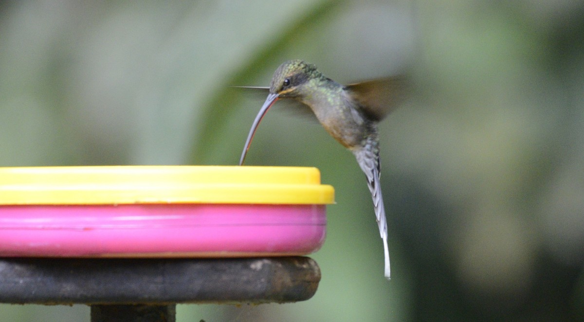 kolibřík šedobřichý - ML618029400