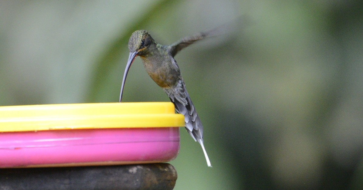 kolibřík šedobřichý - ML618029406