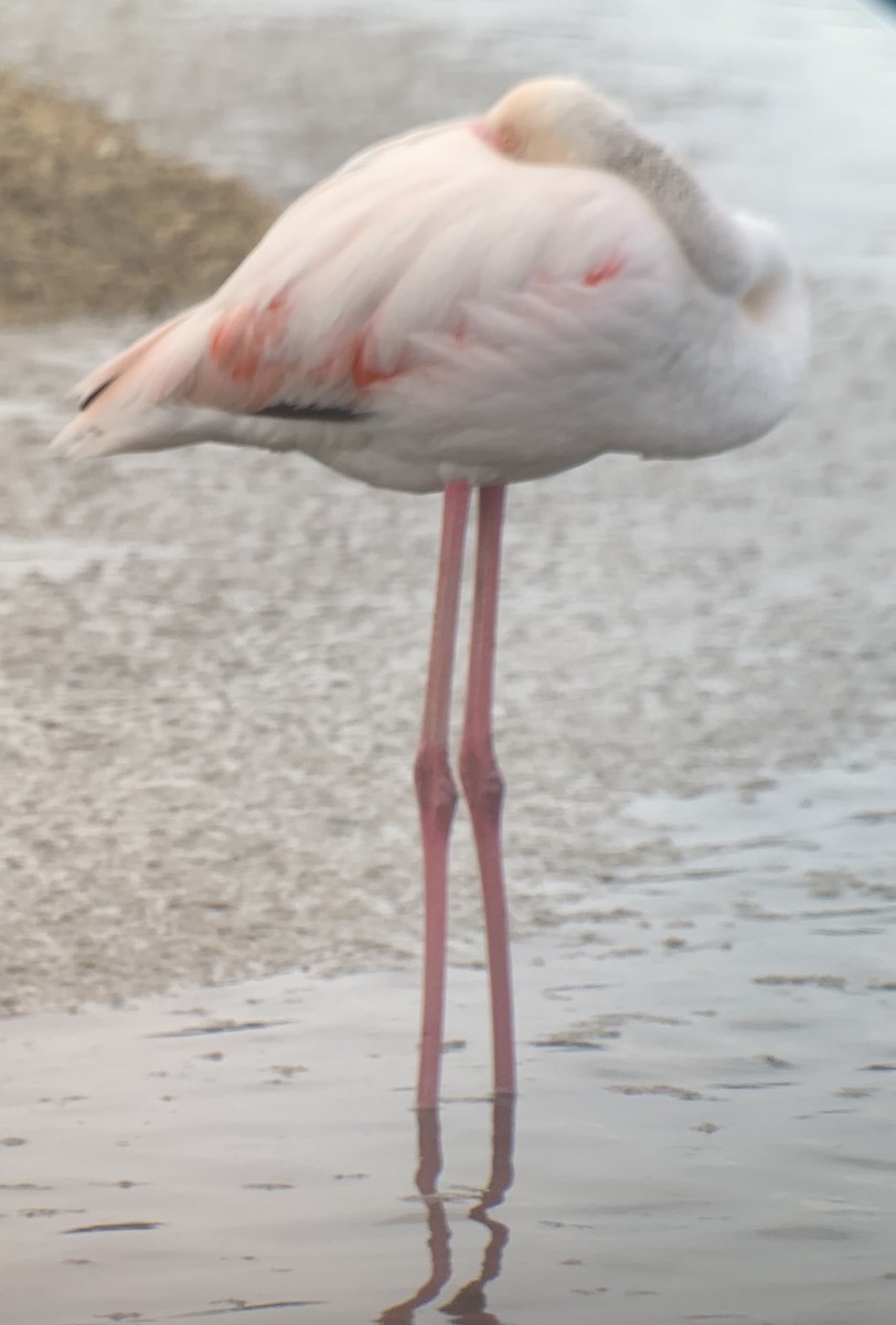 Greater Flamingo - Michael Hettich