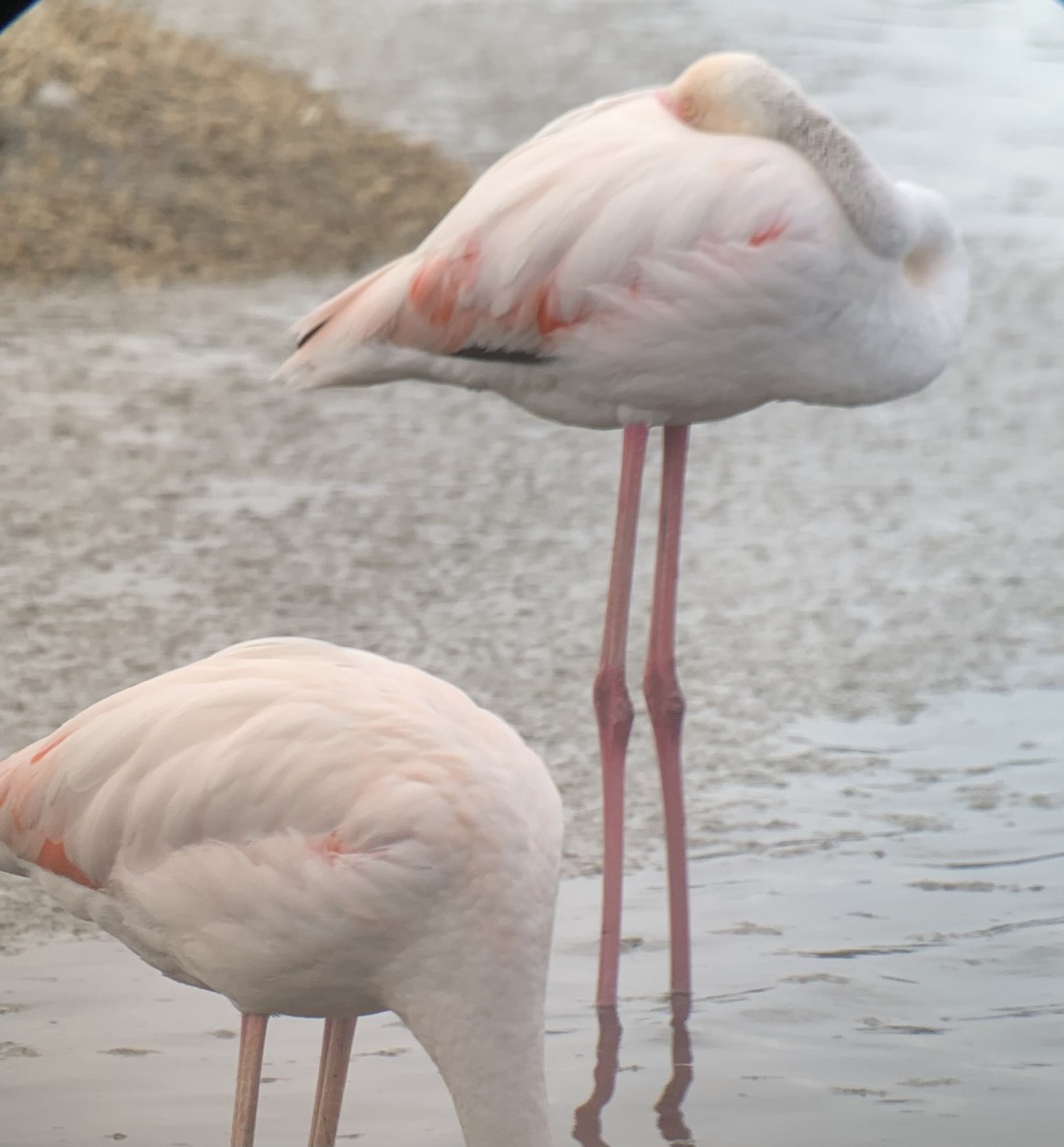 Greater Flamingo - ML618029408