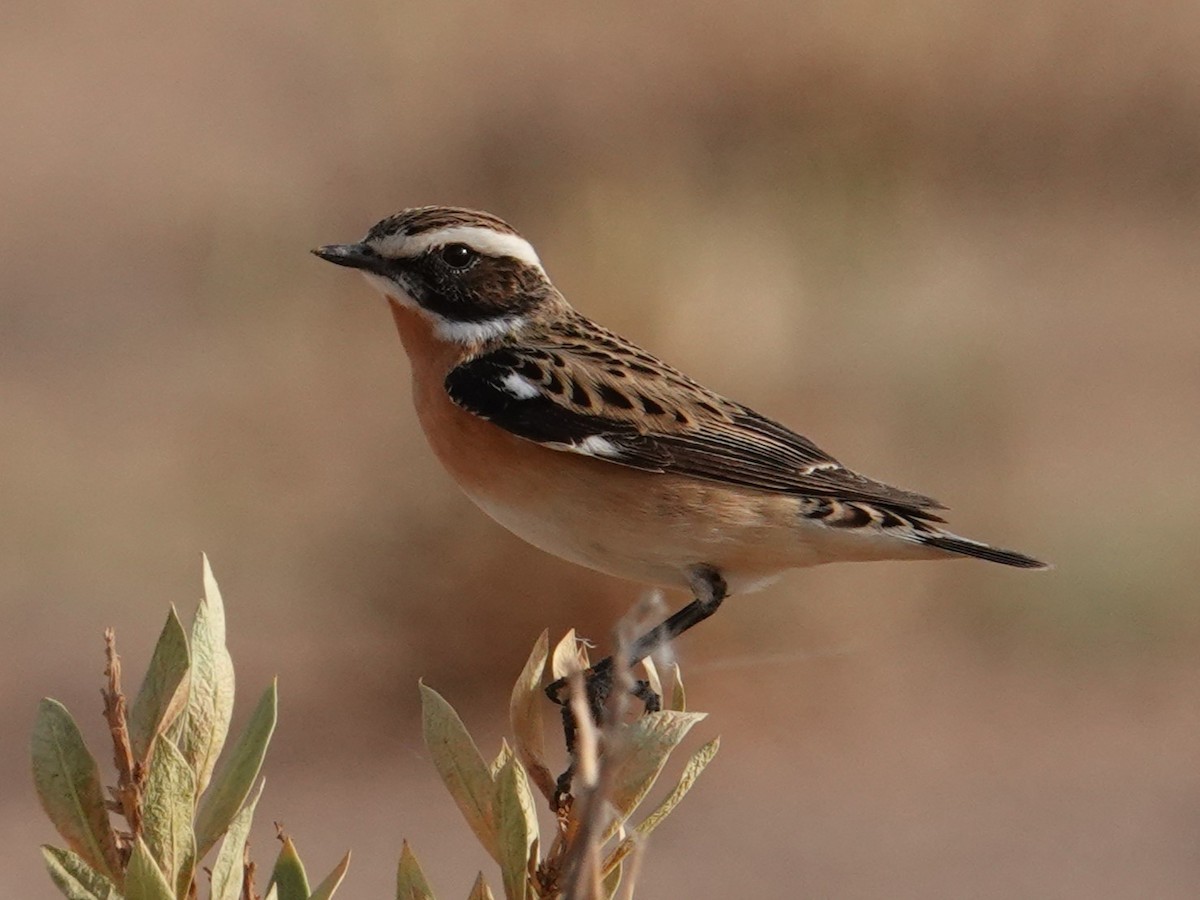 Whinchat - ML618029412