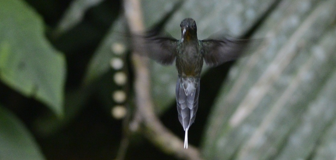 kolibřík šedobřichý - ML618029418