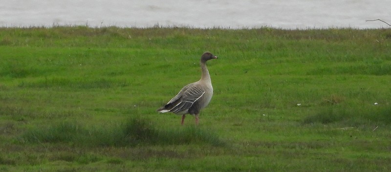 Pink-footed Goose - ML618029437