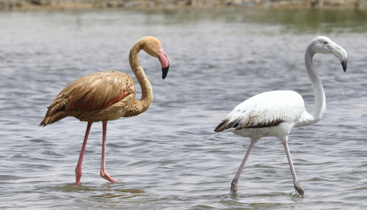 Greater Flamingo - Mahfoud Khetib