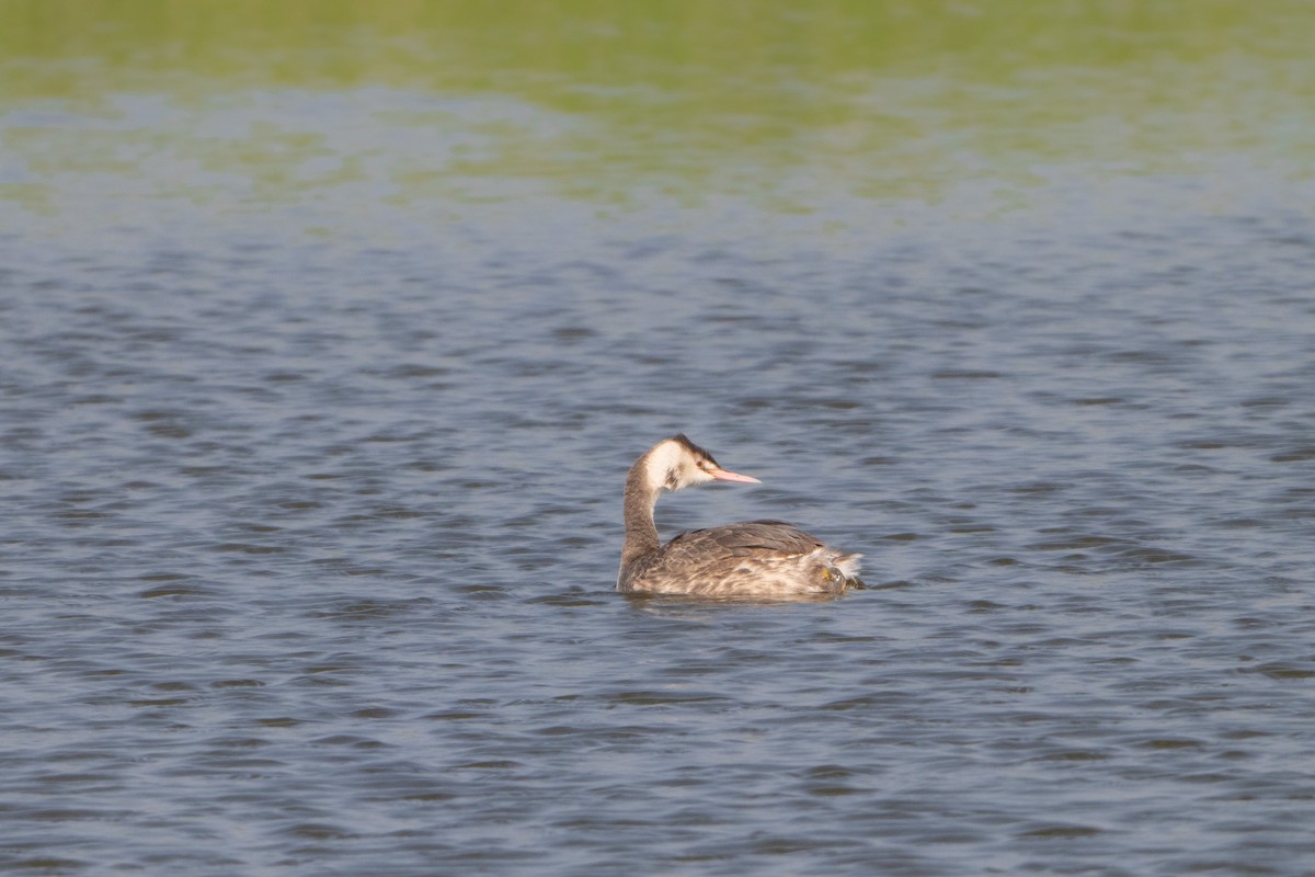 Great Crested Grebe - ML618029450
