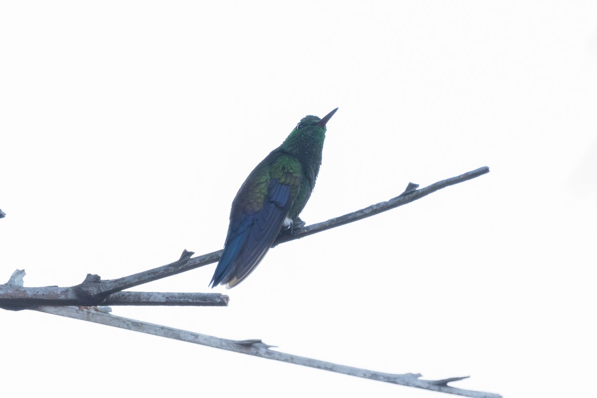 Blue-vented Hummingbird - ML618029452