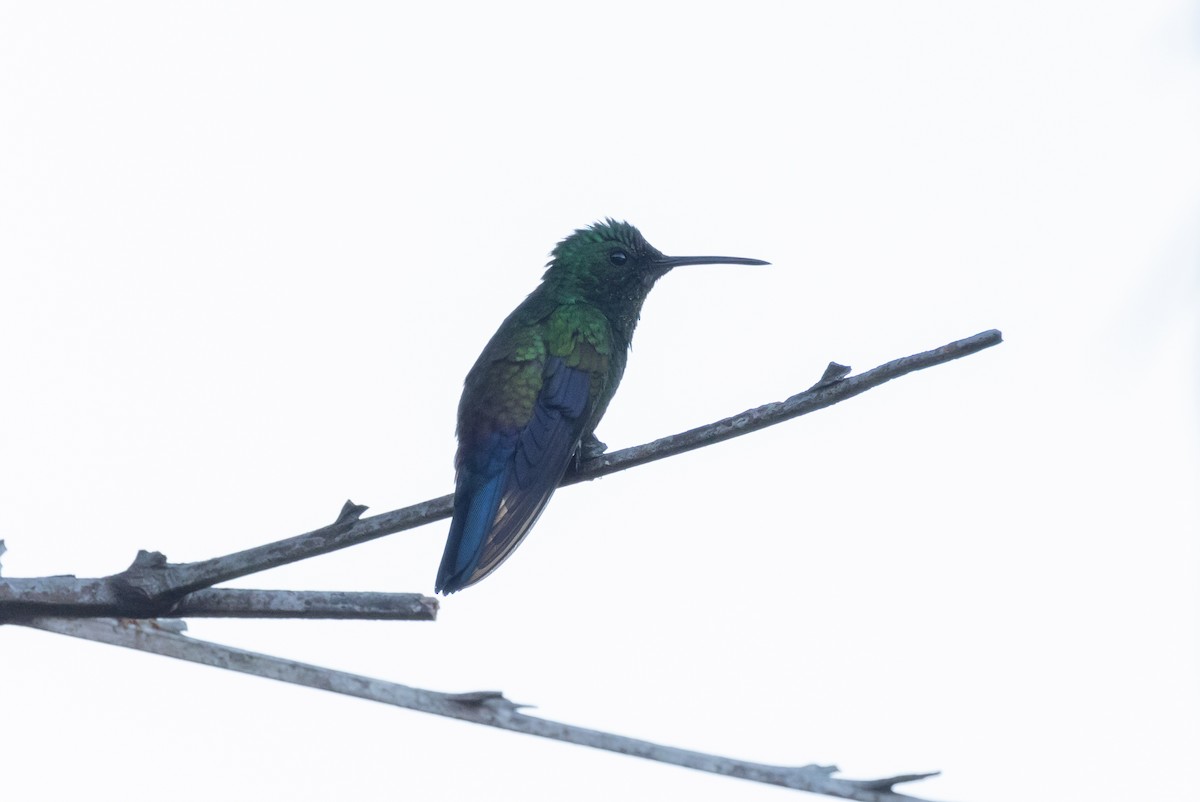 Blue-vented Hummingbird - Paul van Elsen