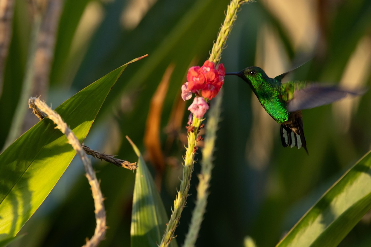 Blue-vented Hummingbird - Paul van Elsen