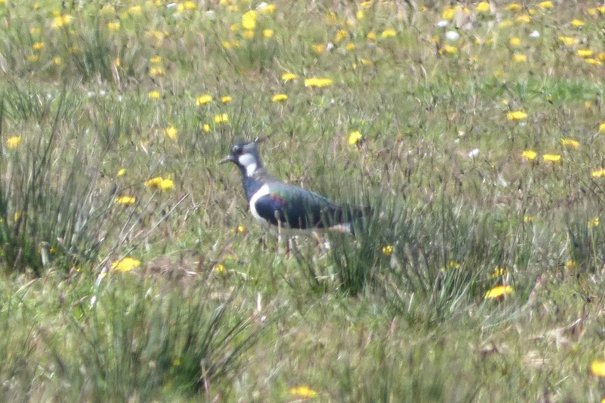 Northern Lapwing - Mike Tuer