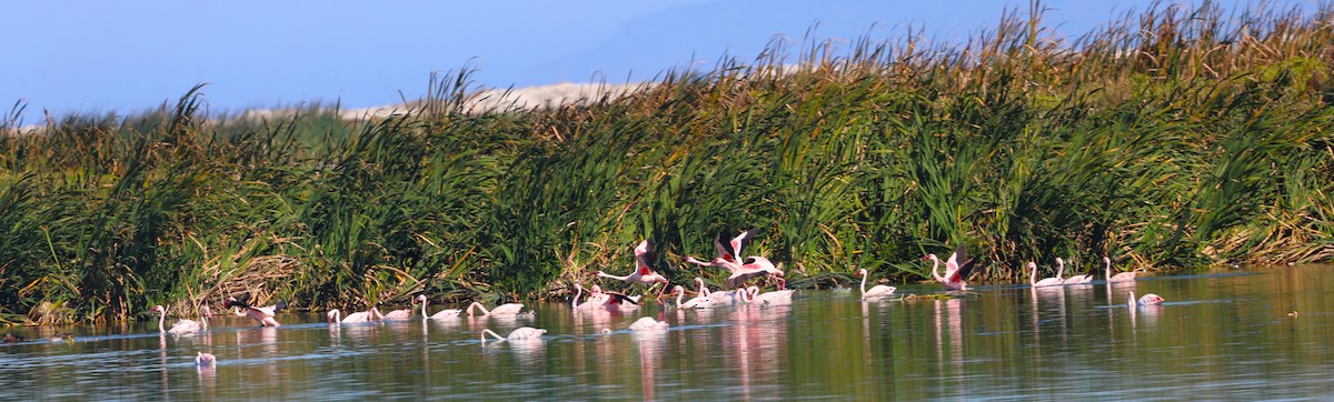 Lesser Flamingo - Sita Susarla