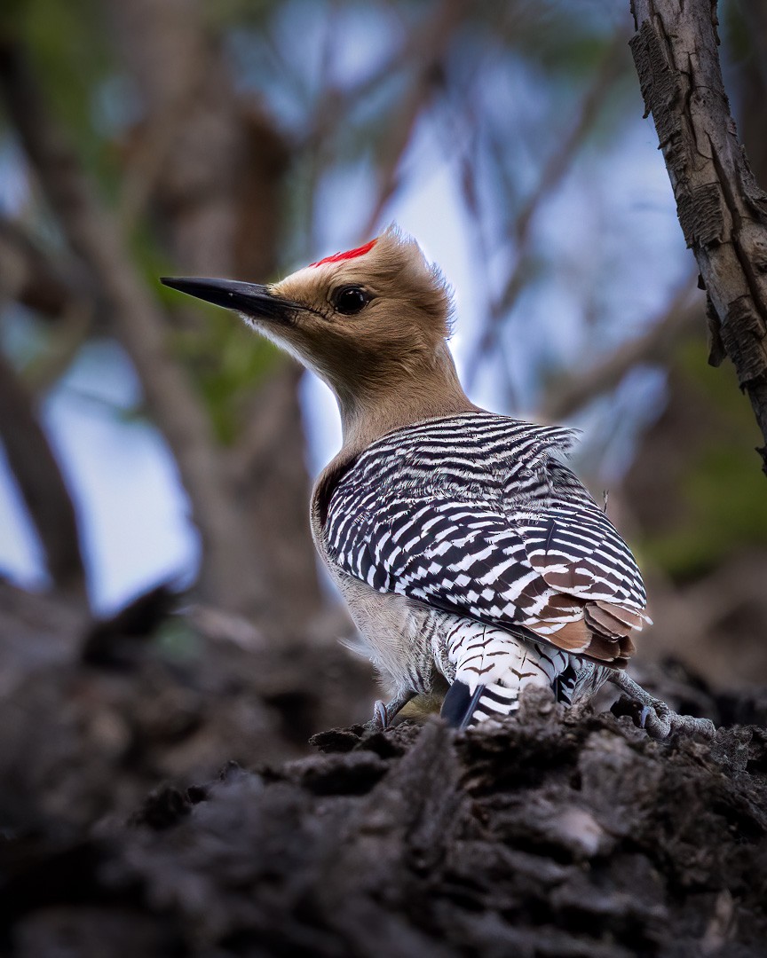 Gila Woodpecker - ML618029476