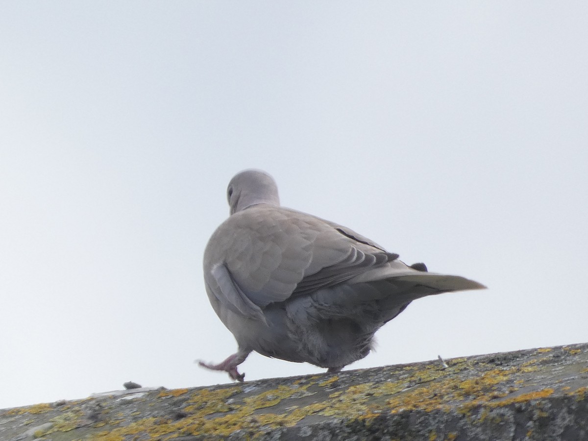 Eurasian Collared-Dove - ML618029478