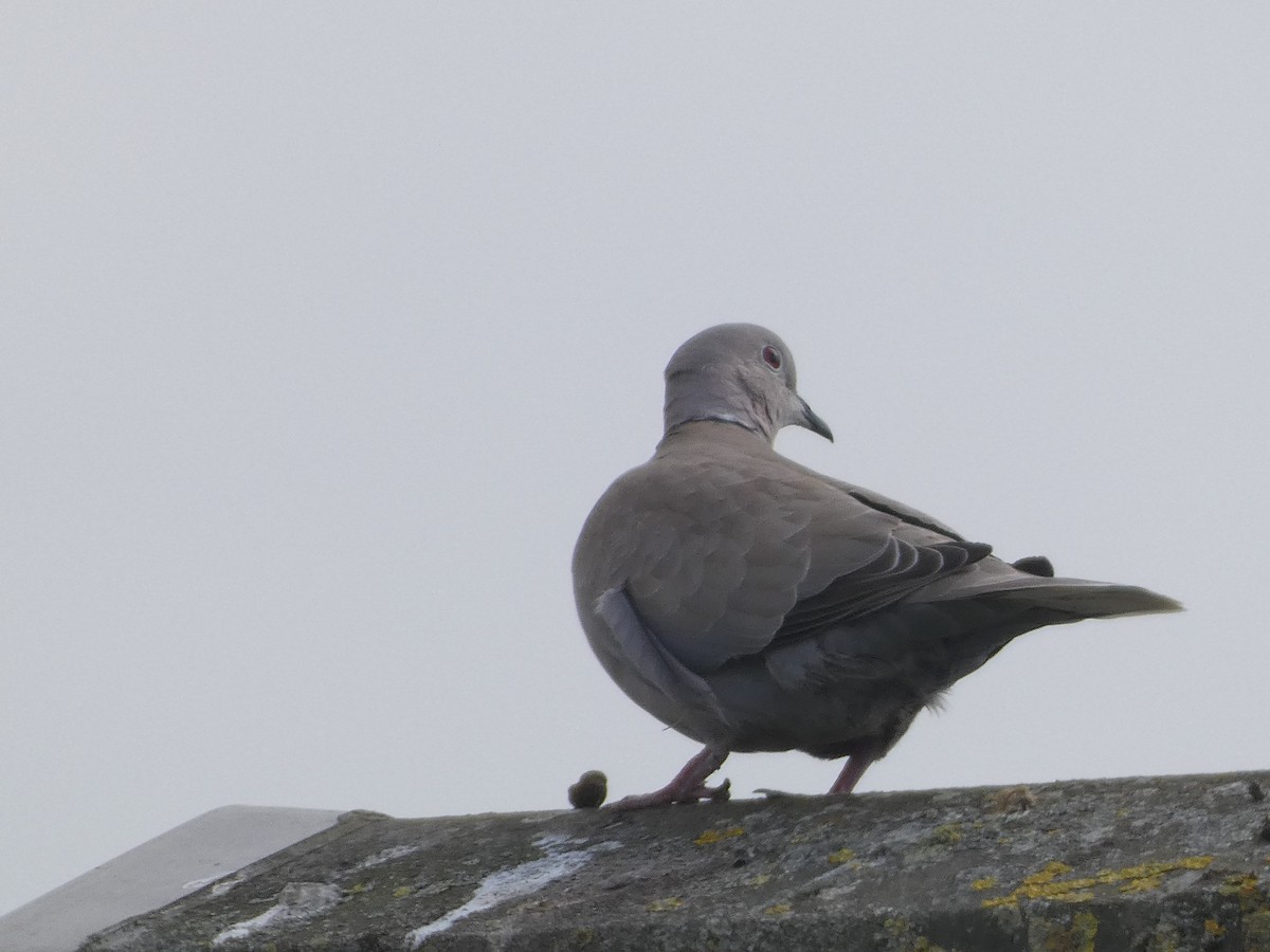 Eurasian Collared-Dove - ML618029479