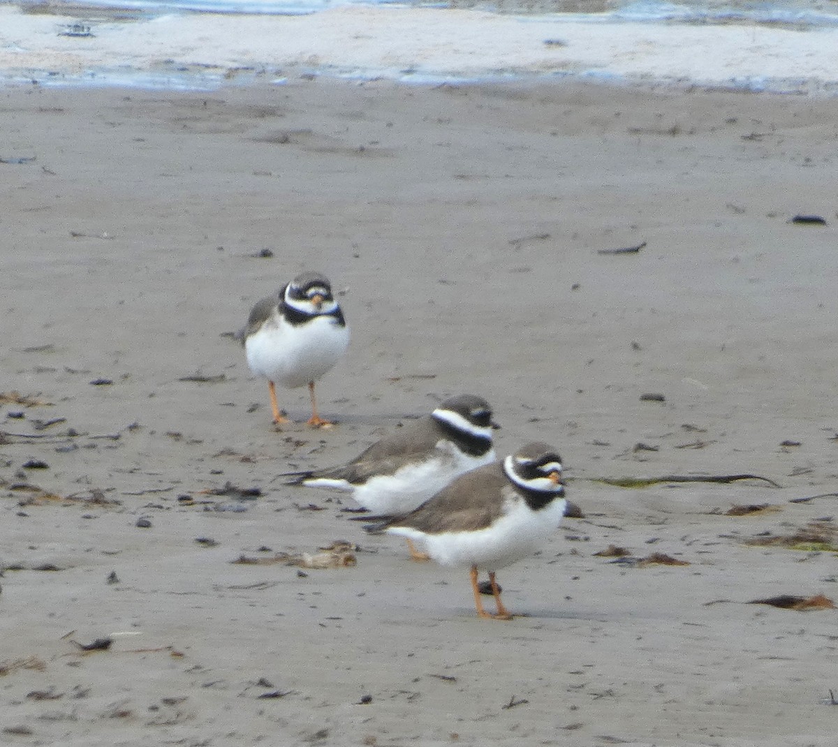 Common Ringed Plover - ML618029487