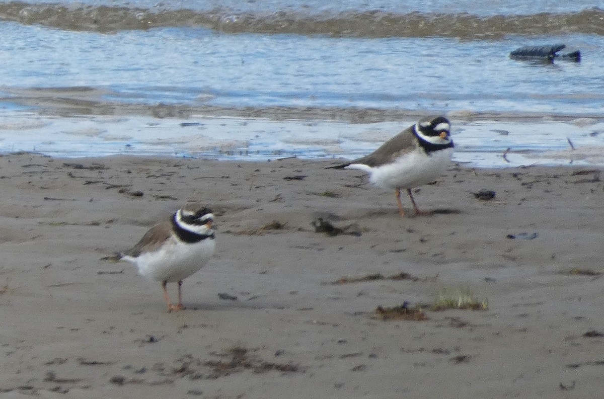 Common Ringed Plover - ML618029488