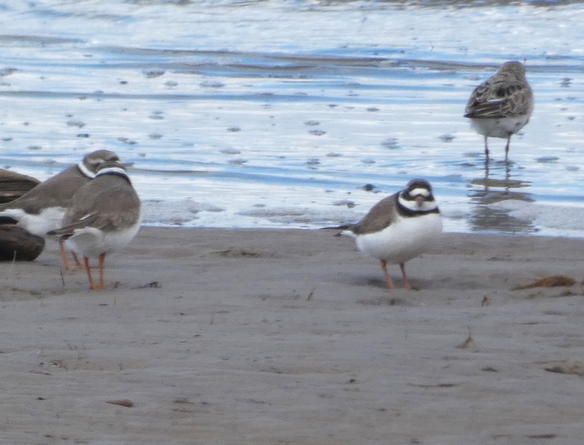 Common Ringed Plover - ML618029489