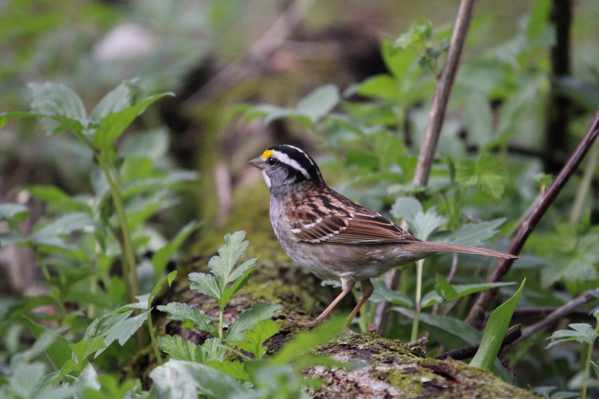 White-throated Sparrow - Kelli Bahls