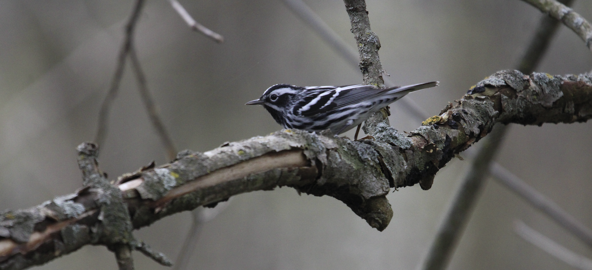 Black-and-white Warbler - ML618029568