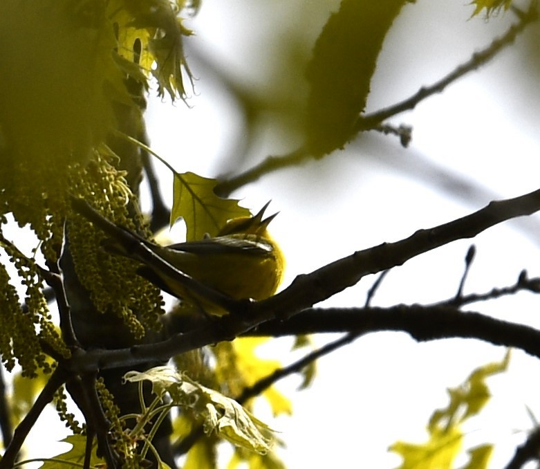 Blue-winged Warbler - David Gillen
