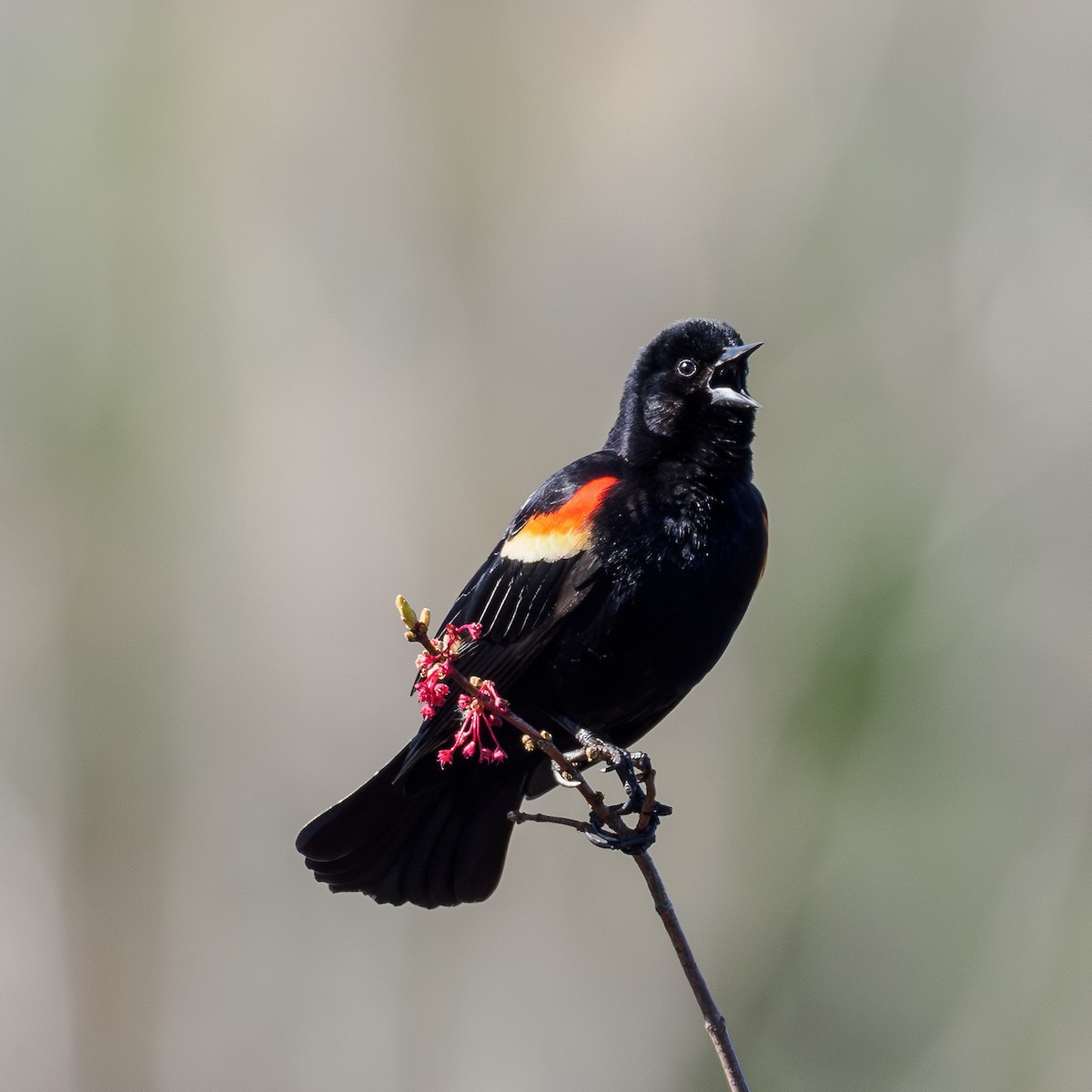 Red-winged Blackbird - Steve Solnick
