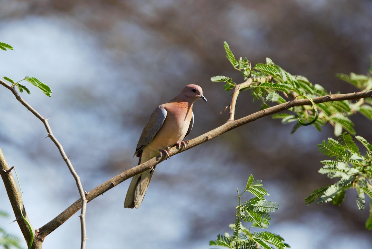 Laughing Dove - ML618029621