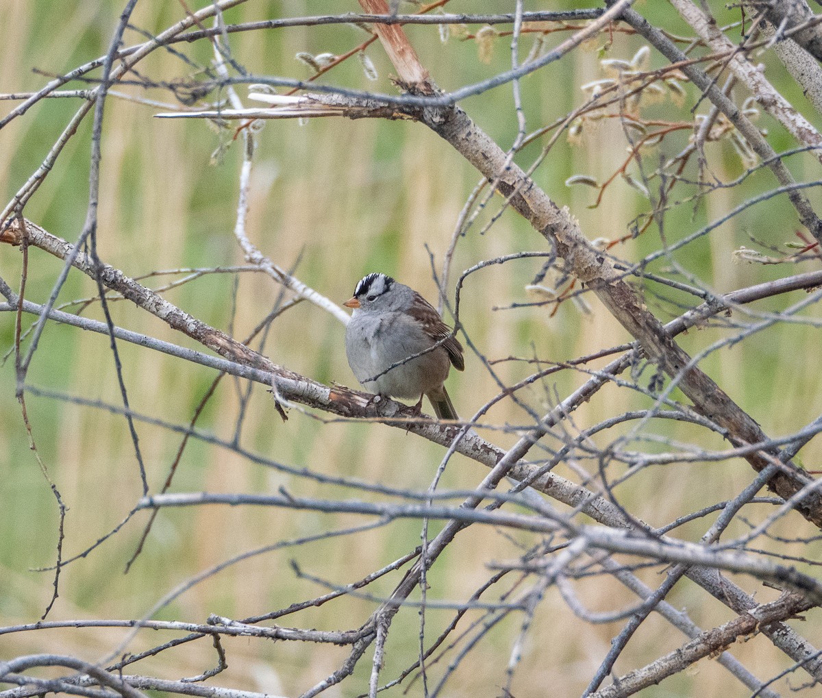White-crowned Sparrow - ML618029653
