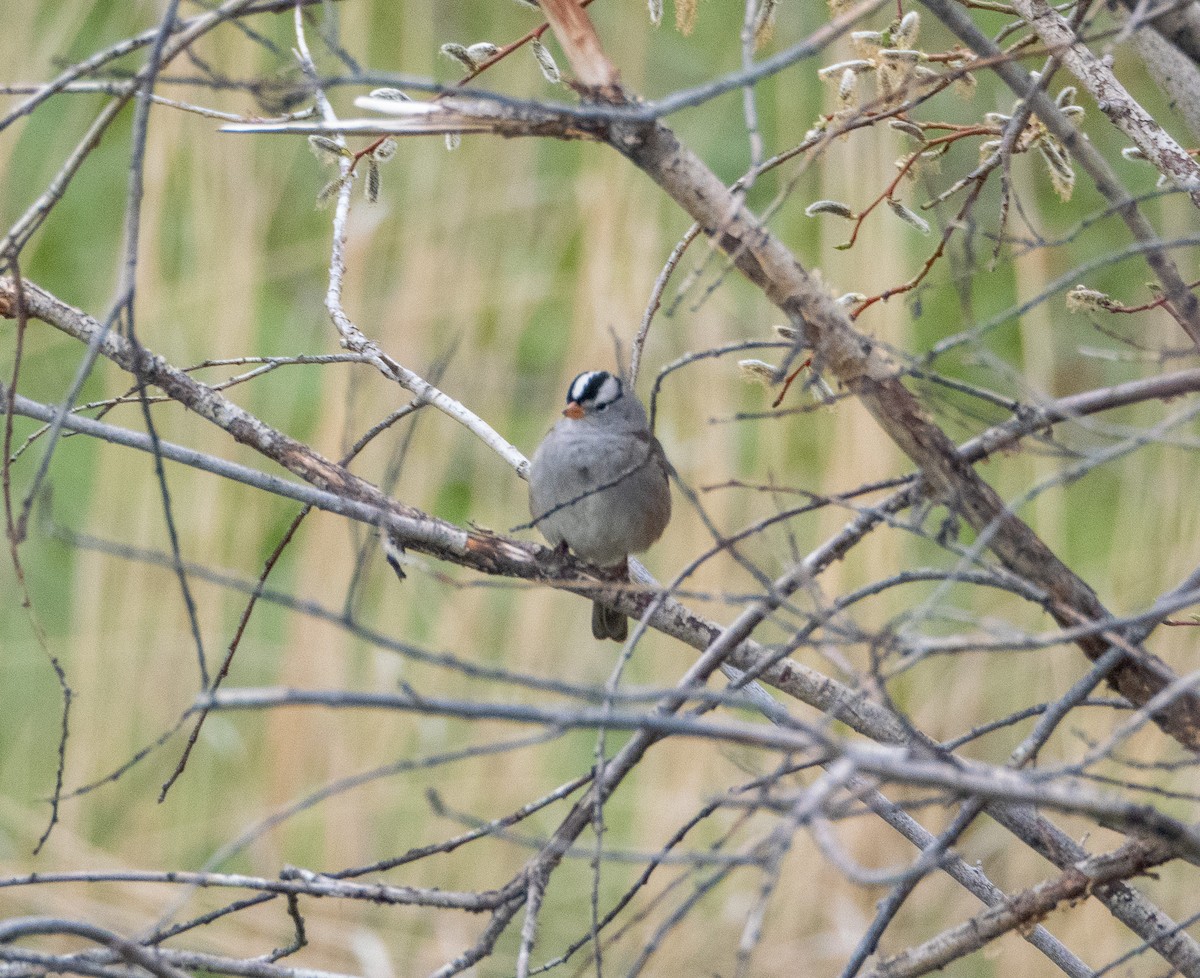 White-crowned Sparrow - ML618029654