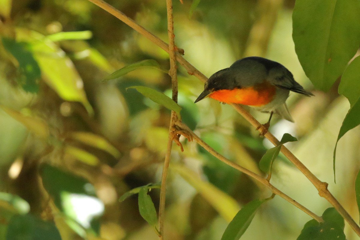 Flame-throated Warbler - Brian Gibbons
